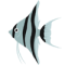 angel-fish